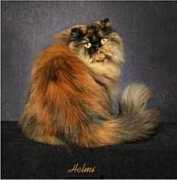showcatsonline.com Tortie
