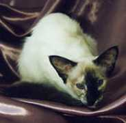 balinesen.ch Tortie