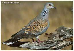internationaldovesociety.com Tortola