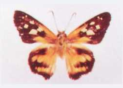butterfliesofamerica.com Tortus