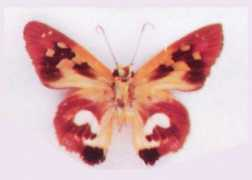 butterfliesofamerica.com Tortus