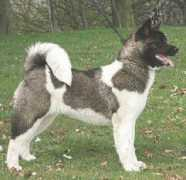 dogtimes.com.br Torvick