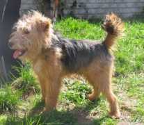 canis.org.pl Tosiek