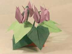 botany.cz Tosikazu
