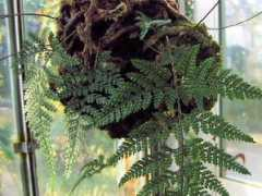 botanic.jp Tosino