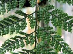 botanic.jp Tosino