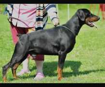 dobermann-review.com Toskar