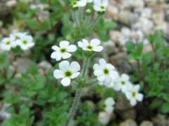 botanic.jp Totina
