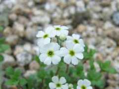 botanic.jp Totina