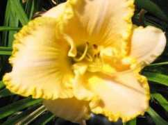 ctdaylily.com Tottal
