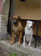 gallery.site.hu Totya