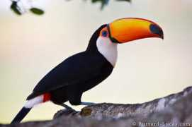 burrard-lucas.com Toucan