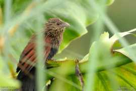 xavier.libert.oiseaux.net Toulou