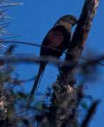 worldbirds.eu Toulou