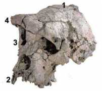 dinosoria.com Toumai