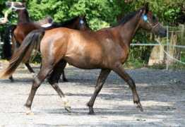 lydielemmens.free.fr Touraya