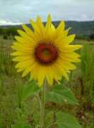 panoramio.com Tournesol