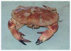 espadonclub.free.fr Tourteau