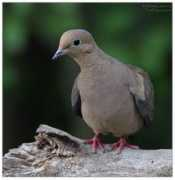michel.lamarche.oiseaux.net Tourterelle