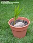 davesgarden.com Tovis