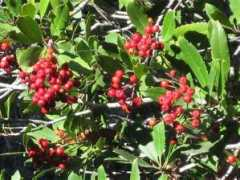 Toyon