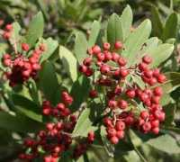 Toyon