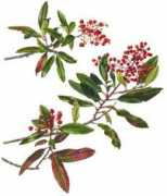 Toyon