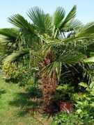 dewijdewereld.net Trachy