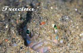 Tracina