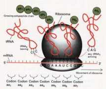 bio.m2osw.com Traduction