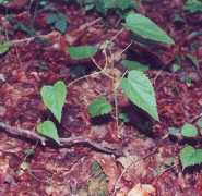 missouriplants.com Tragia