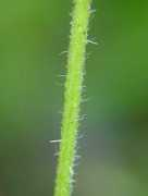 missouriplants.com Tragia