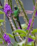 oiseaux.net Traine