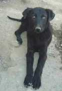 adoptamascota.com Traisy