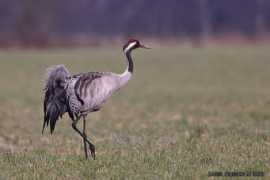 birding.se Trana