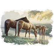 stallionshoppe.com Tranko