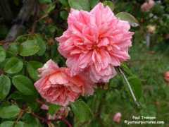 ww.justourpictures.com Transon