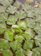.arnes.si Trapa
