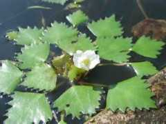 botanic.jp Trapa