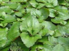 botanic.jp Trapella