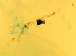 meteorite-recovery.tripod.com Travilla
