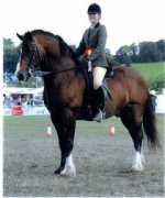 siglanwelshcobs.com Travillion