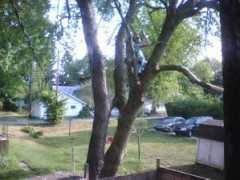 Treeguy