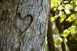 Treei