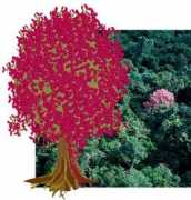 Treelover
