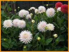 kesdahlias.co.uk Trelyn