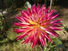 dahlias4u.com Trelyn