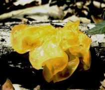 nettally.com Tremella