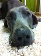 firstfriendk9.com Trenae
