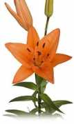 sunvalleyfloral.com Tressor